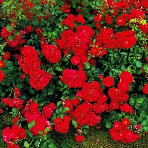 ������ ������ ���� �������������� ������   ����