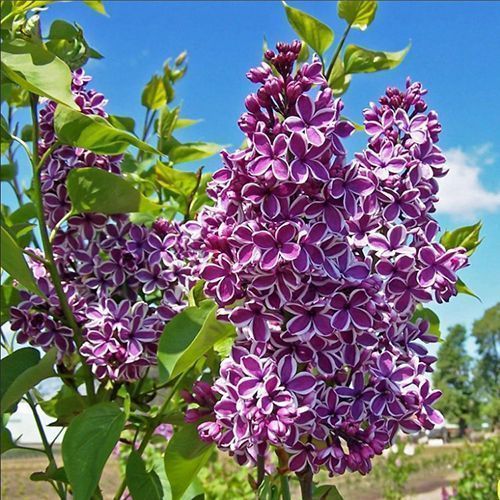 ������ ������ ������ ��������   ����