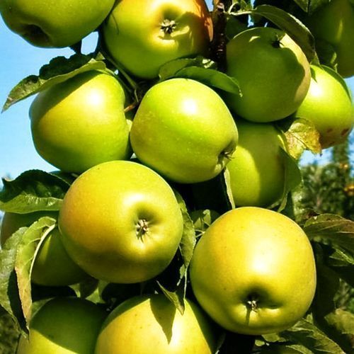 ������ ������ ������ ������������ ���������   ����