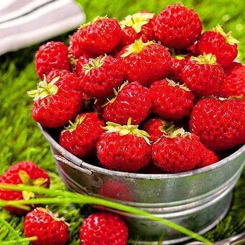 ������ ������ ��������� ������������� ���� �������   ����