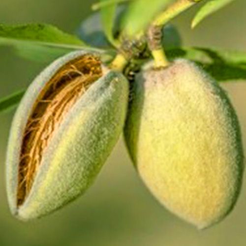 ������ ������ ������� ��������   ����