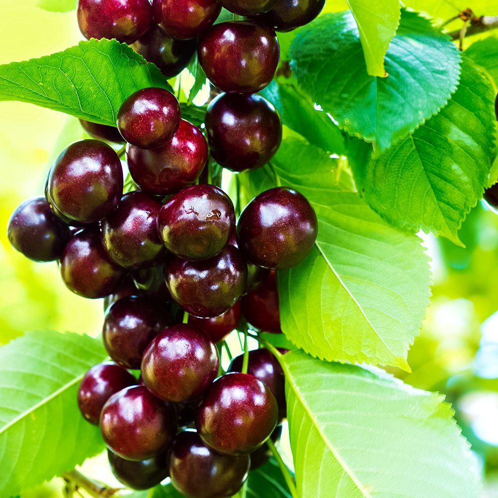 ������ ������ ����� ������������ �������� ������   ����