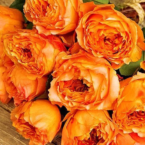 ������ ������ ���� �����-��������� ��������   ����