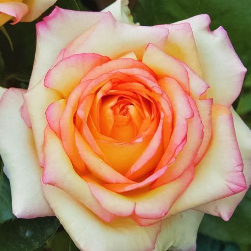 ������ ������ ���� �����-��������� ���� ��������   ����