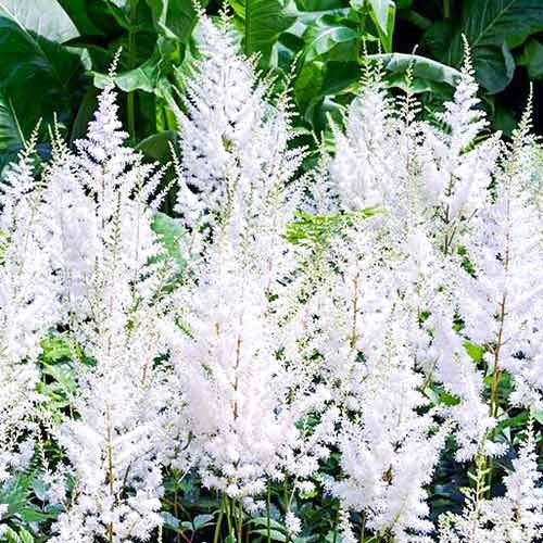 ������ ������ �������� ������� �������   ����