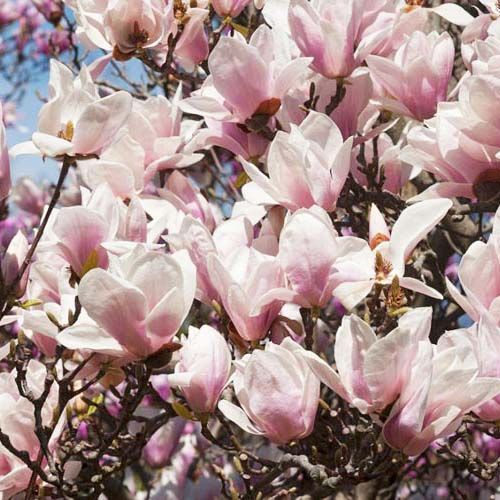 ������ ������ �������� ����� �������   ����