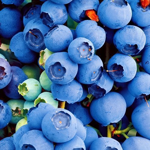 ������ ������ �������� �������   ����