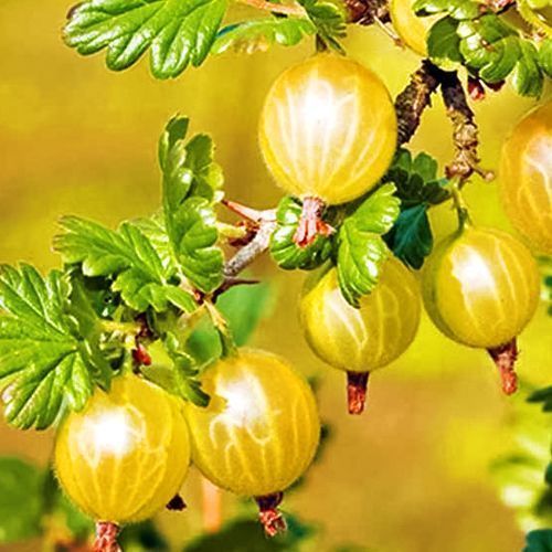 ������ ������ ��������� �������   ����