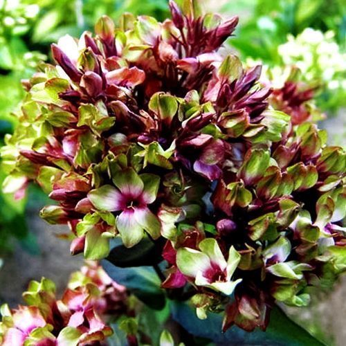 ������ ������ ����� ����������� ������ ����   ����