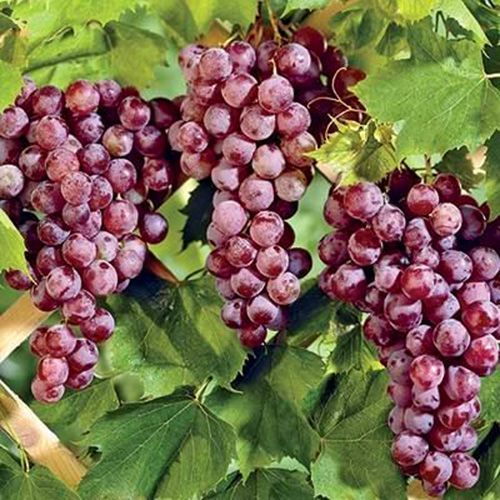 ������ ������ �������� ������ ������� ���� ������   ����