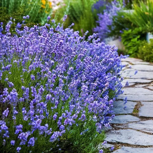 ������ ������ ������� ����������� ����� ���   ����