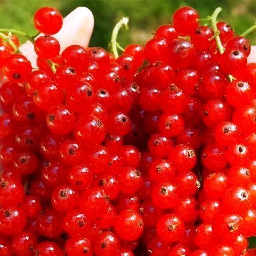 ������ ������ ��������� ������� ������ ������������ ����   ����