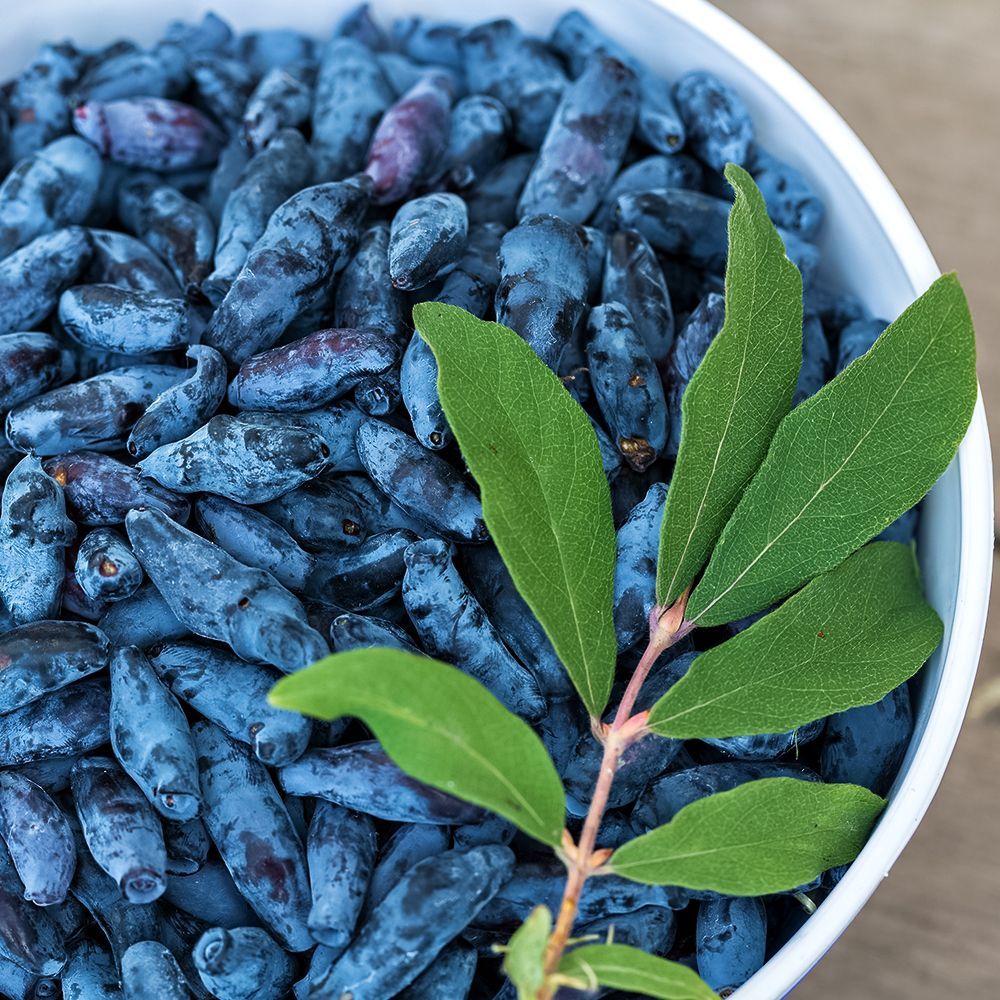 ������ ������ ��������� ��������� ������������ ��� ������   ����