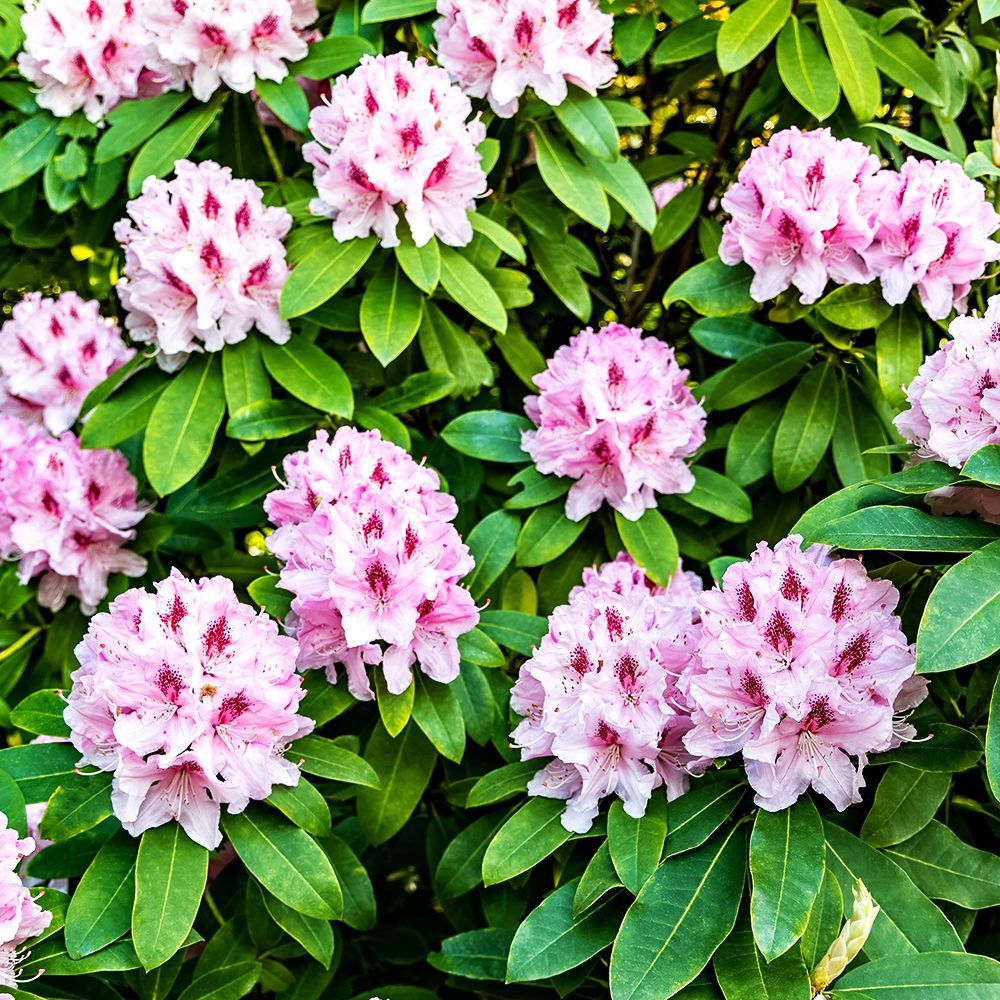 ������ ������ ����������� ��������� �������� ������   ����