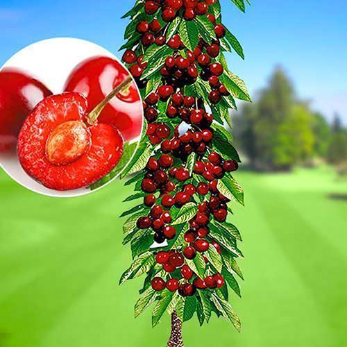 ������ ������ ������� ������������ ���� ����   ����