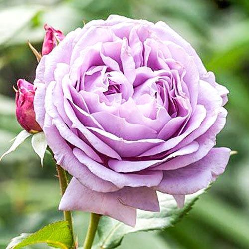 ������ ������ ���� ���������� �������   ����