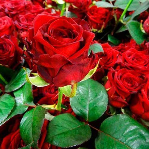 ������ ������ ���� �����-��������� ��� �����   ����