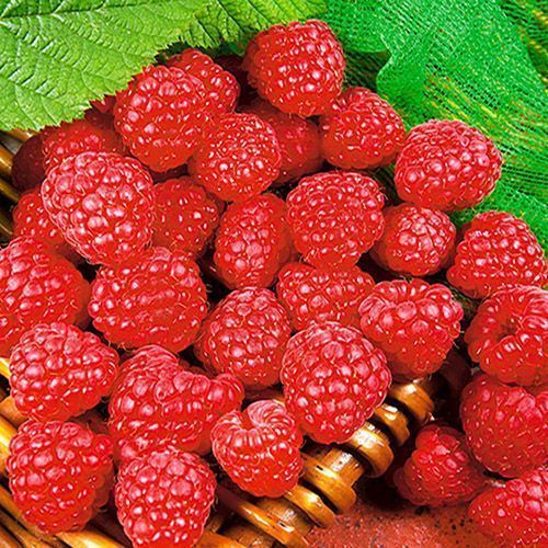 ������ ������ ������ ������������� ����������   ����