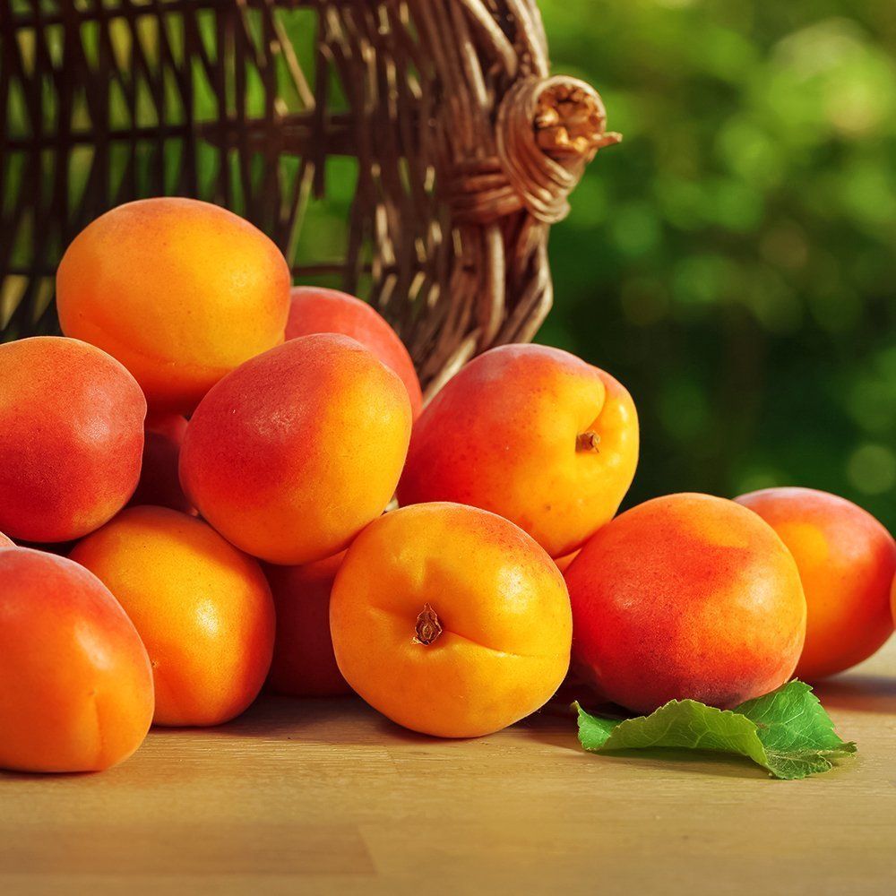 ������ ������ ������� ��������-���������   ����