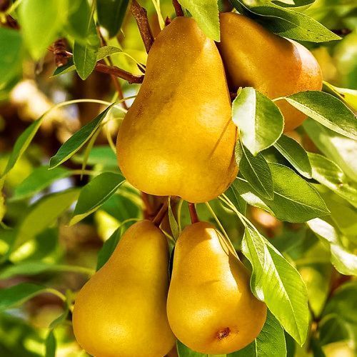 ������ ������ ����� ������������ �������   ����