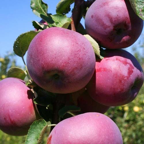 ������ ������ ������ ������� �����   ����