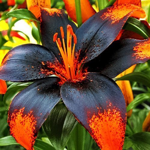 ������ ������ ����� ��������� ����� ����   ����