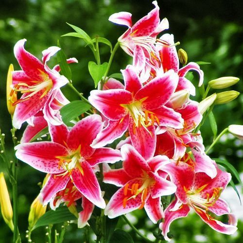 ������ ������ ����� ��������� ��������   ����