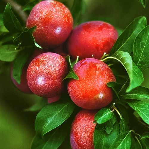 ������ ������ �������-�������� ������ ������   ����