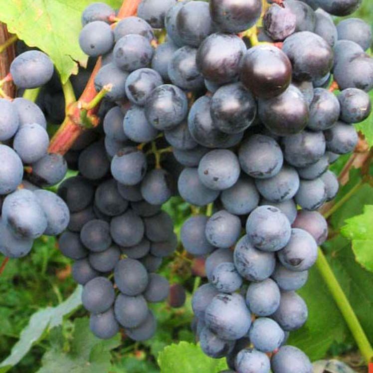 ������ ������ �������� ������   ����