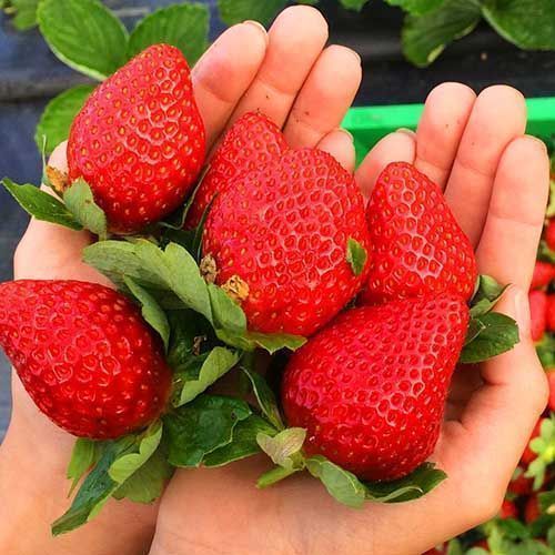 ������ ������ ��������� ������������ (�������������) ������   ����