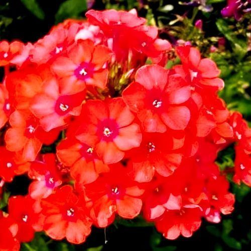 ������ ������ ����� ����������� �.�.����   ����