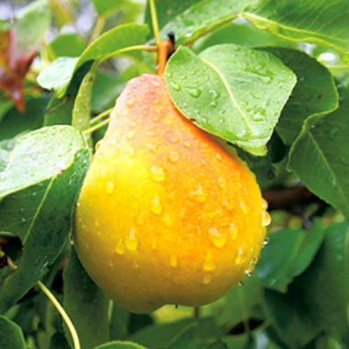 ������ ������ ����� �����������   ����