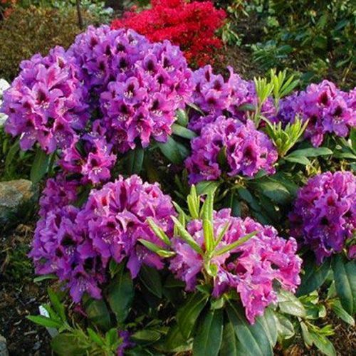 ������ ������ ����������� ��������� ��������   ����