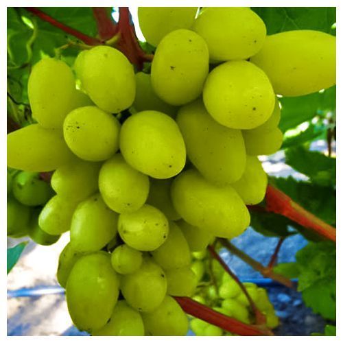 ������ ������ �������� �������   ����