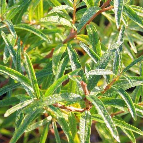 ������ ������ �������� ����, ���������   ����