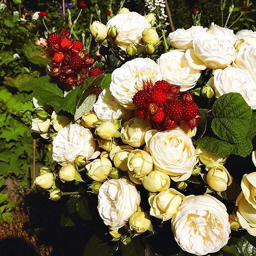 ������ ������ ���� ���� �������   ����