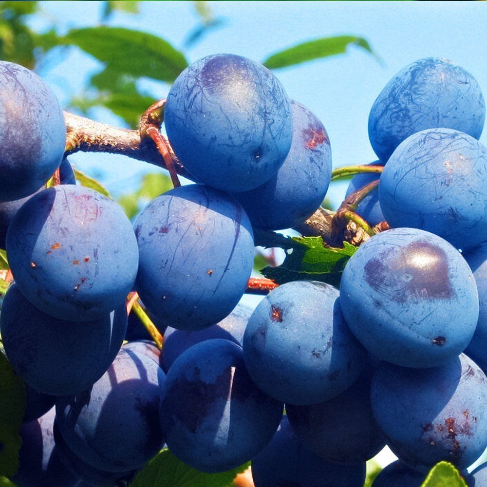 ������ ������ ��������� ���������   ����