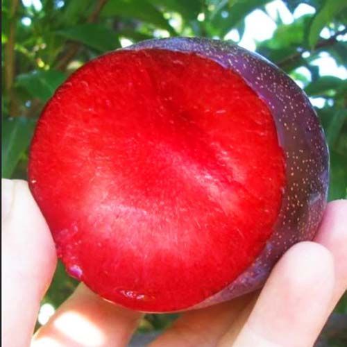 ������ ������ ����� ������� ������   ����