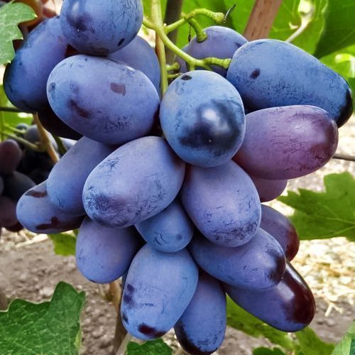 ������ ������ �������� ������   ����