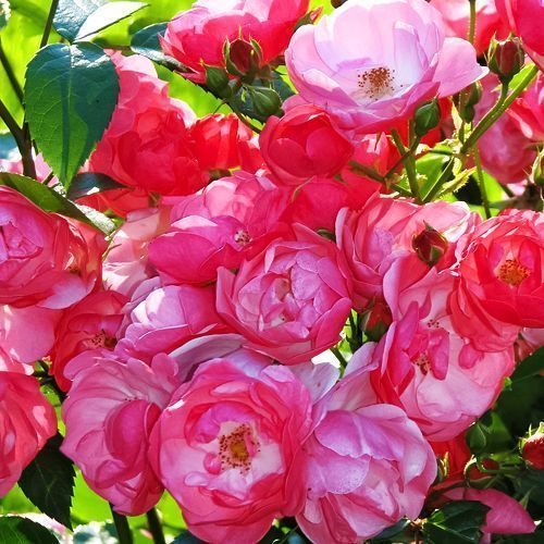 ������ ������ ���� ���������� ������   ����