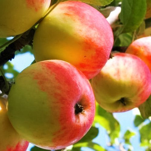 ������ ������ ������ ��������� ���������   ����