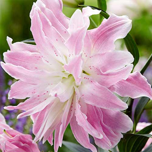 ������ ������ ����� ��������� �������� ����� �������   ����