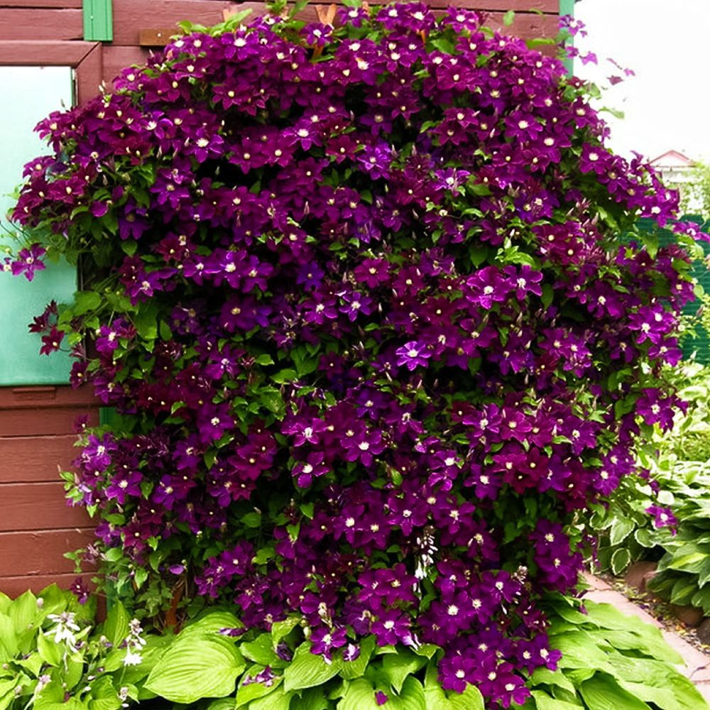 ������ ������ �������� ������������� ��������� ����   ����