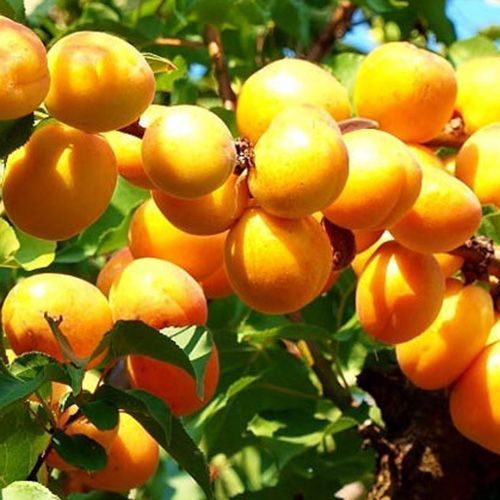 ������ ������ ������� ������ ��������   ����