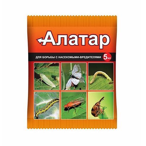 ������ ������ ������, �� ��������� ���������� 5 ��   ����