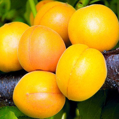 ������ ������ ������� �������   ����