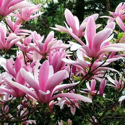 ������ ������ �������� �����   ����