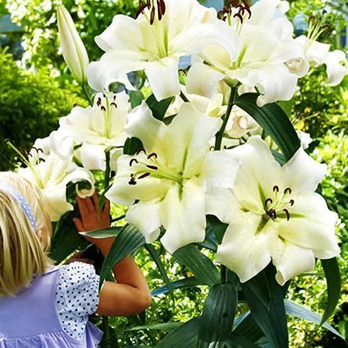 ������ ������ ����� ��-������ ������ �����   ����