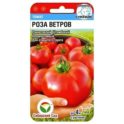 ������ ������ ����� ���� ������ ��������� ���   ����