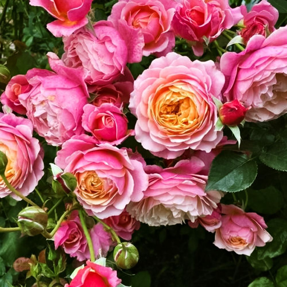 ������ ������ ���� ���� ��� �������� ������� ����� �.�. �����   ����